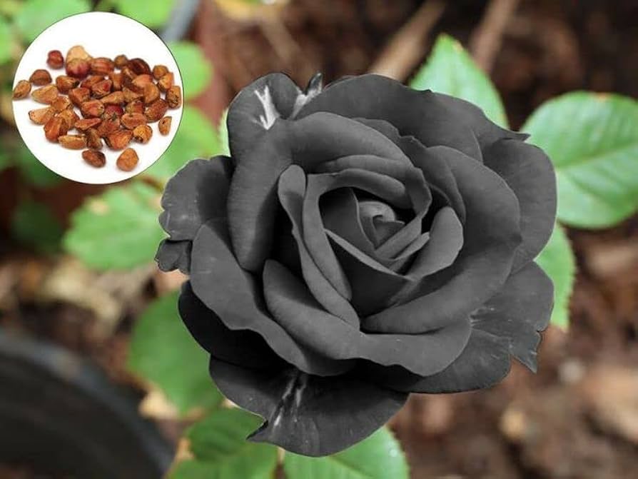 Rose Tree Seeds,