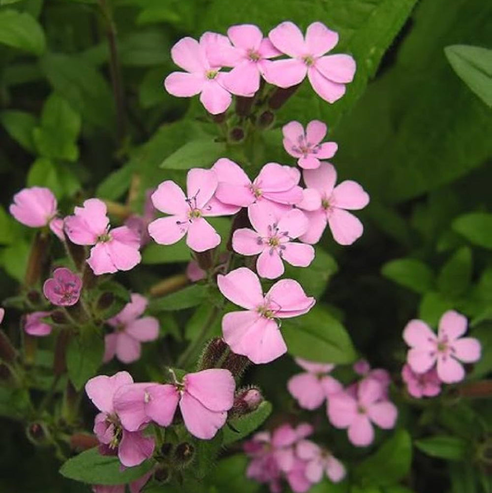 Soapwort Flower Seeds Saponaria ocymoides Ground Cover Rock Garden – Heirloom, Non-GMO, High Germination Organic Garden Seeds