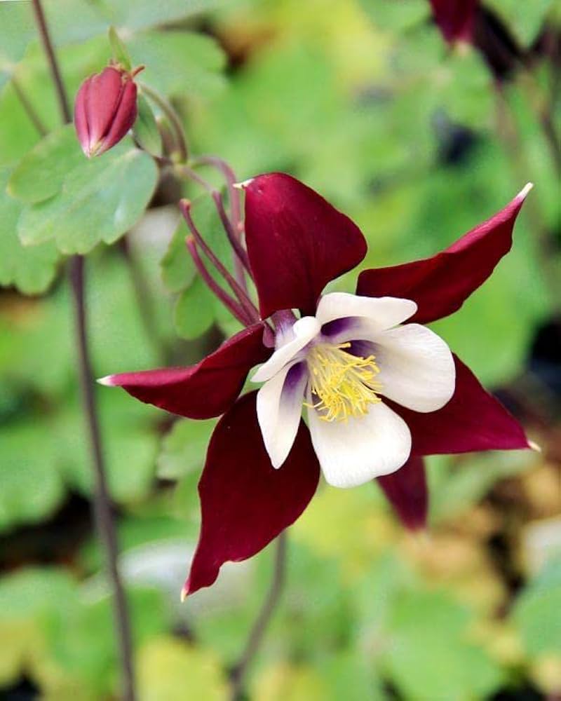 Columbine Aquilegia Vulgaris Red Calvario Flower Seeds for Planting – Perfect for Pollinator-Friendly Home Gardens