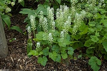 Green Tiarella Plant Seeds for Planting - 100