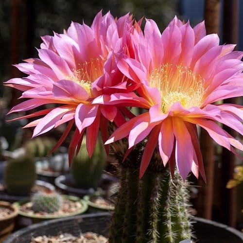 Perennial Giant Cactus Flower Pink - Heirloom, Non - Gmo Seeds