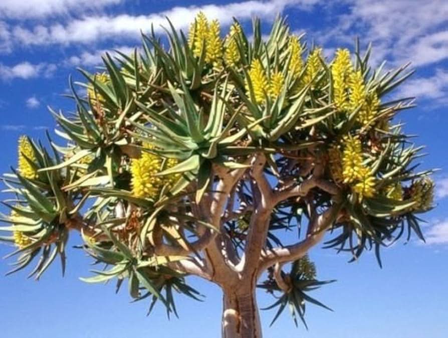 Green Aloe Dichotoma Plant Seeds for Planting- Unique Garden Growth Scientific Name Placeholder for planting in home garden