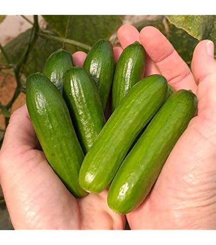 Cucumber Seeds - Kitchen Mini Quick Snack