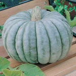 Blue Pumpkin Cucurbita maxima seeds for garden planting