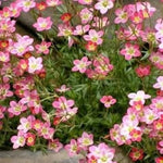 Light Pink Saxifraga Flower Seeds for Planting – NON GMO Seeds Dhara Seeds