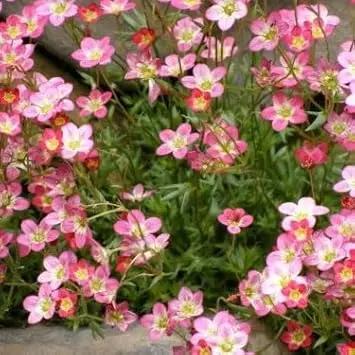 Light Pink Saxifraga Flower Seeds for Planting – NON GMO Seeds Dhara Seeds