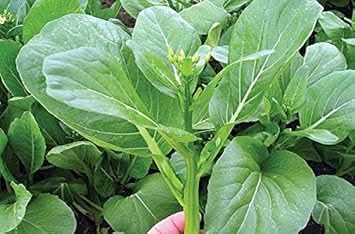 Yu Choy Sum Brassica rapa for planting in edible garden