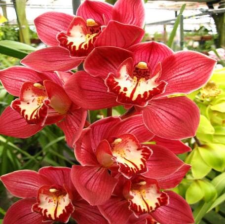 Red Cymbidium Flower - Heirloom, Non - Gmo Seeds