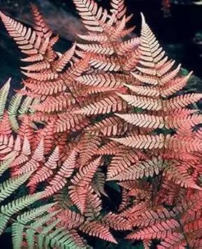 Fern Dark Pink Plant Seeds for Planting heirloom & Non-GMO Seeds for planting in home garden