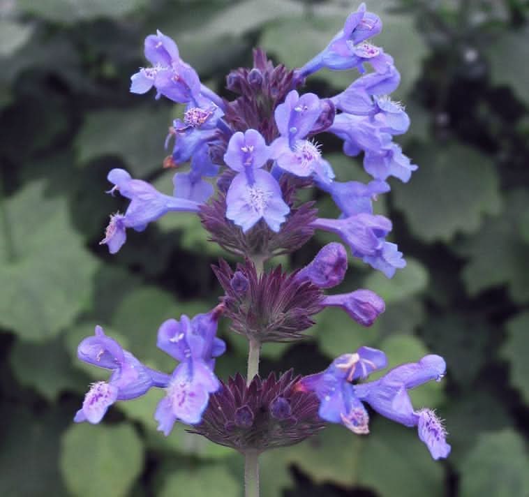 Lavender Catnip Plant Seeds for Planting- Aromatic and Pet-Friendly Gardens Scientific Name Placeholder for planting in home garden