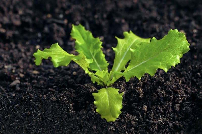 Cimarron Romaine Lettuce (Lactuca sativa) seeds for garden planting