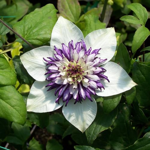 Clematis Flower White Purple