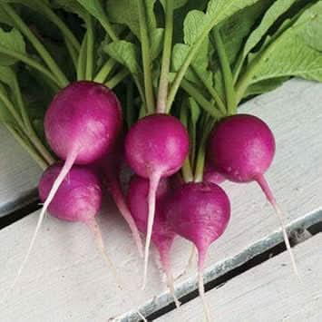 Radish Seeds for Planting, Violet