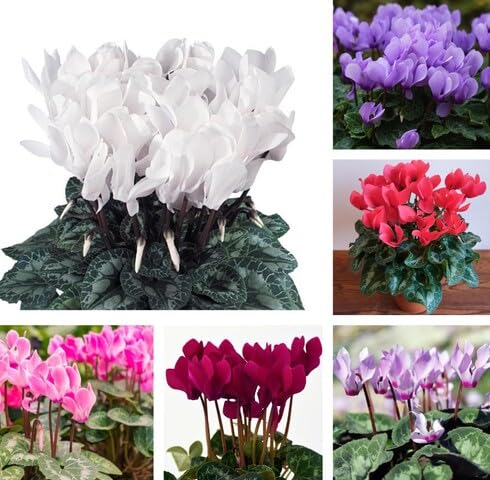 Mixed Cyclamen Flower - Heirloom, Non - Gmo Seeds