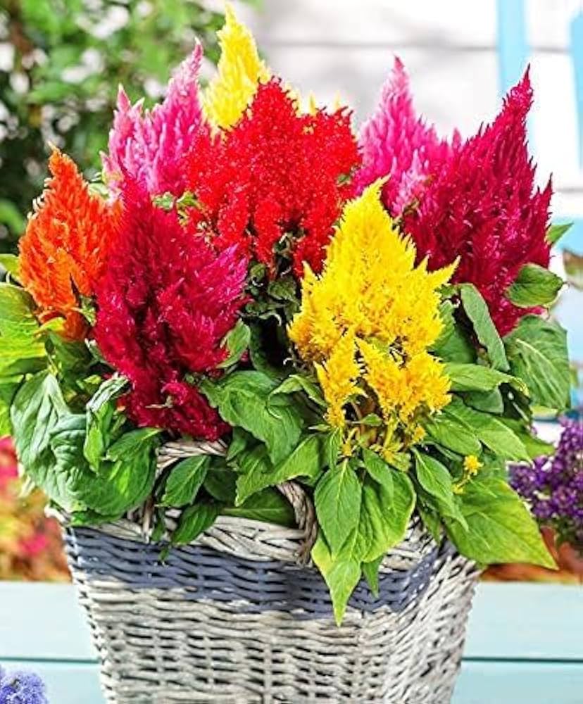 Celosia – silver ridge mixed color flowers for planting in flower bed