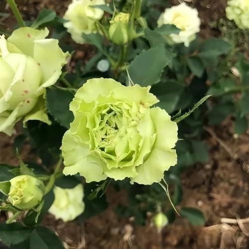 Giant Rose Flower Green - Heirloom, Non - Gmo Seeds