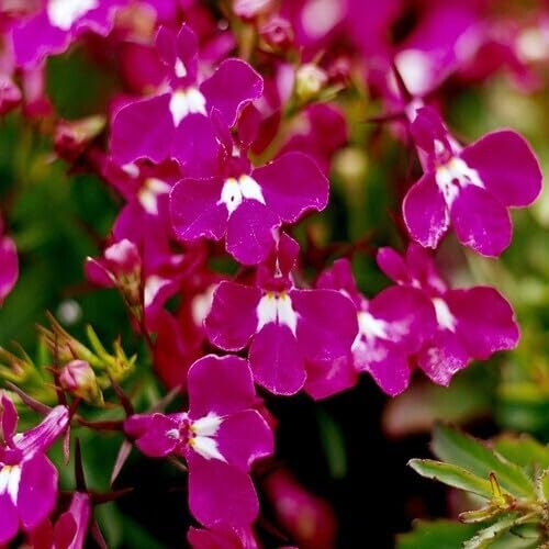 Lobelia Regatta Flower Pink Growing - Heirloom, Non - Gmo Seeds