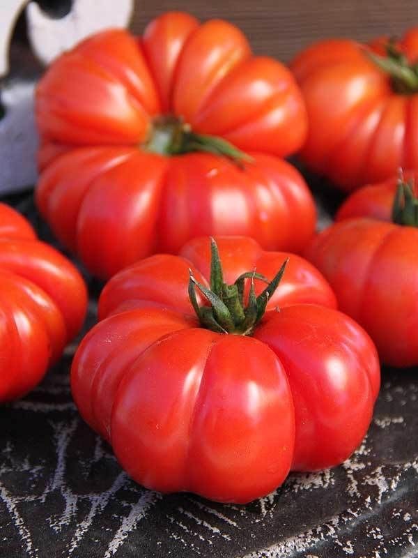 German Tomato Solanum lycopersicum for planting in vegetable patch