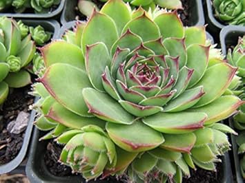 Organic Green Chicks Sempervivum Plant Seeds for Planting – Heirloom, Non-GMO