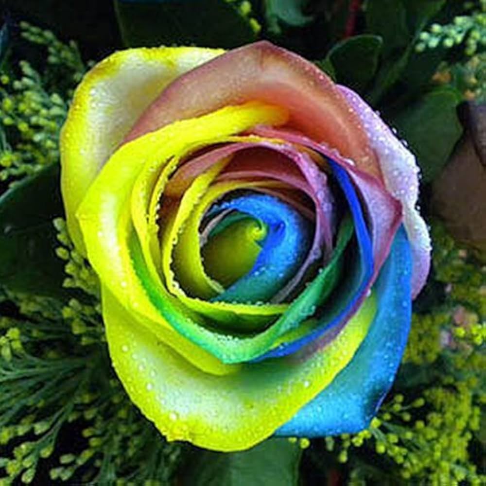 Dyed Multi Colored Roses Multi-Color Rose Seeds Rosa for Planting - Order Now – Dharaseeds