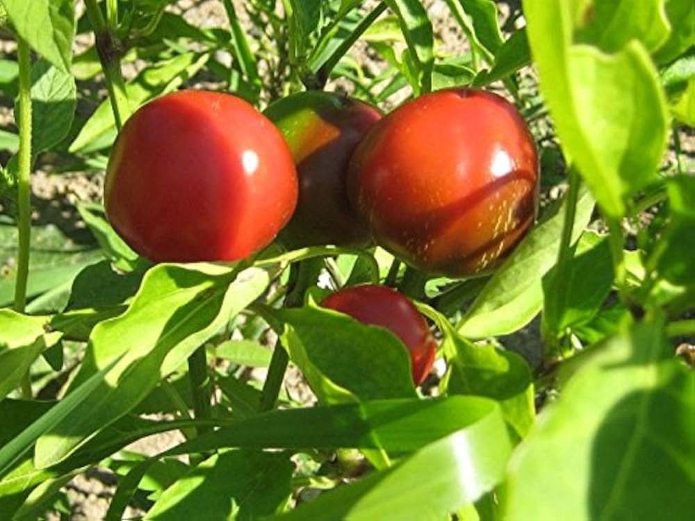 Sweet cherry peppers grown from seeds, featuring small, round, red peppers with a juicy and mildly spicy flavor