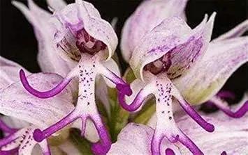 Orchis Italica Orchid Seeds – Purple Flowering Plant Seeds for Home Garden Dhara Seeds