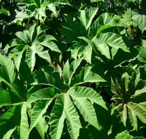 Green Tetrapanax - Heirloom, Non - Gmo Seeds