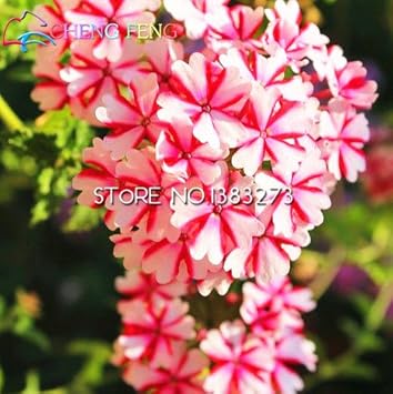 Pink Verbena Flower - Heirloom, Non - Gmo Seeds