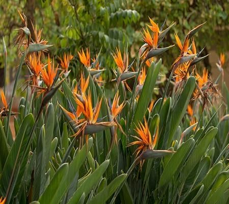 Strelitzia Reginae Flower - Heirloom, Non - Gmo Seeds