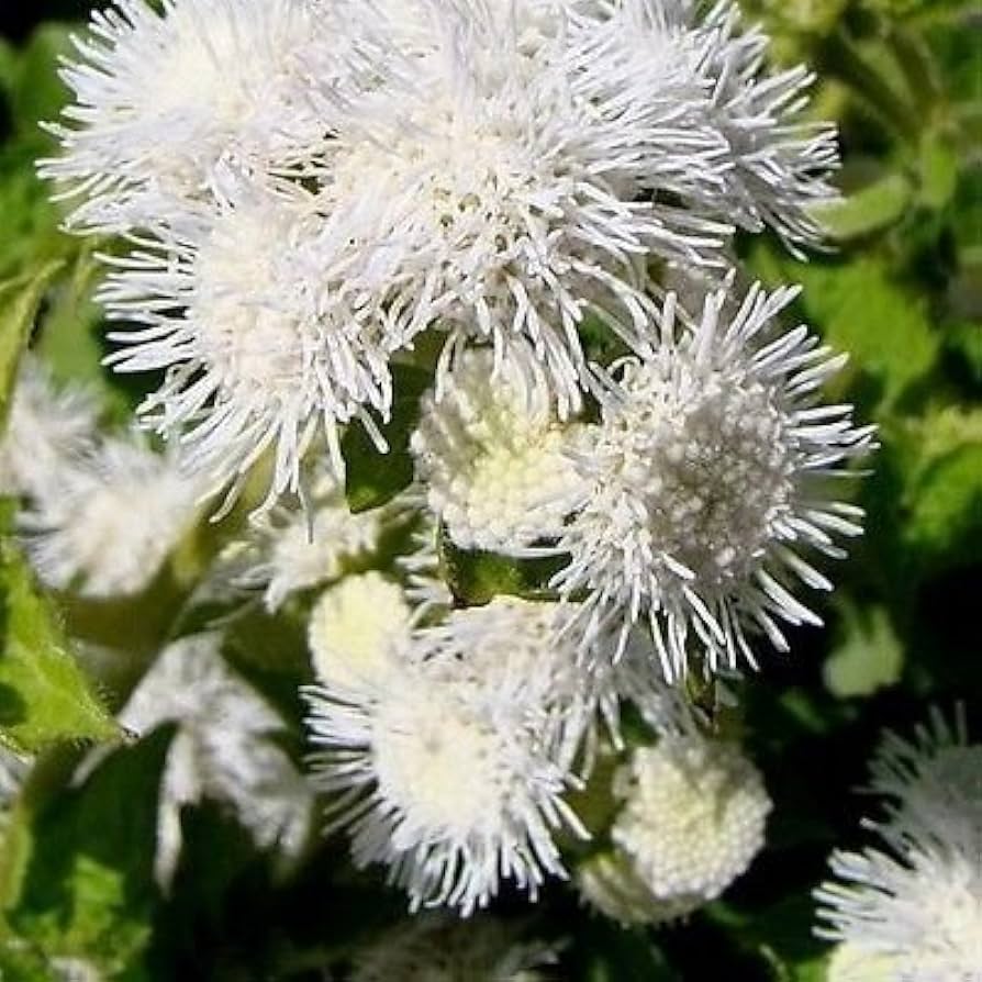 Ageratum Ageratum Mexicanum White Flower Seeds for Planting