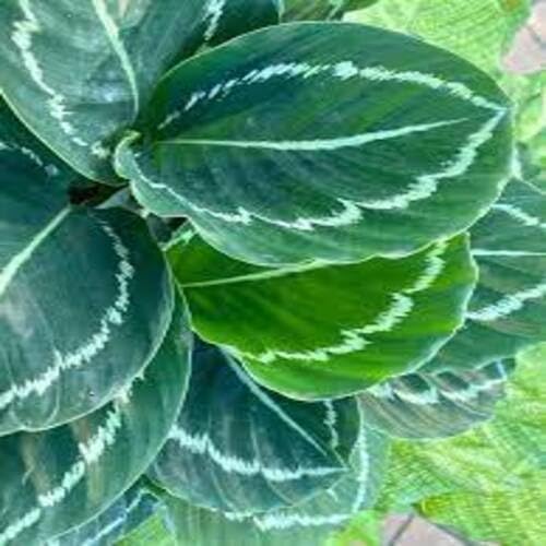 Calathea Green Paleyellow - Heirloom, Non - Gmo Seeds