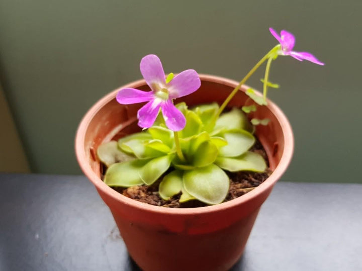 Heirloom Non-GMO Butterwort Carnivorous Flower Seeds for Indoor & Bog Garden Planting