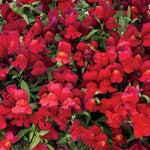 Candy Showers Red Snapdragon Seeds Cascading Red Snapdragon High Germination Garden Seeds heirloom non-gmo seeds