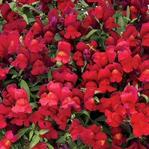 Candy Showers Red Snapdragon Seeds Cascading Red Snapdragon High Germination Garden Seeds heirloom non-gmo seeds
