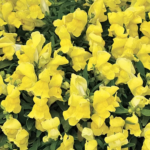 Candy Showers Yellow Snapdragon Seeds Cascading Yellow Snapdragon Variety High Germination Garden Seeds heirloom non-gmo seeds
