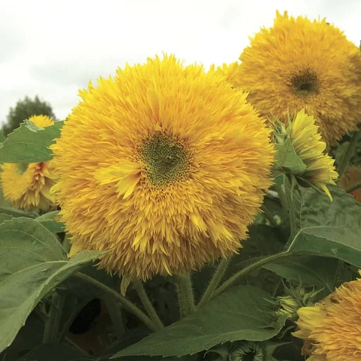 Superted Sunflower Seeds Hybrid -Blooming Sunflowers High Germination Garden Seeds Helianthus annuus heirloom non-gmo seeds