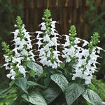 Summer Jewel White Salvia Seeds Pure White Long-Blooming Sage High Germination Garden Seeds heirloom non-gmo seeds