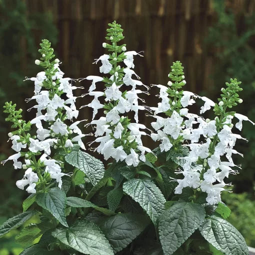 Summer Jewel White Salvia Seeds Pure White Long-Blooming Sage High Germination Garden Seeds heirloom non-gmo seeds