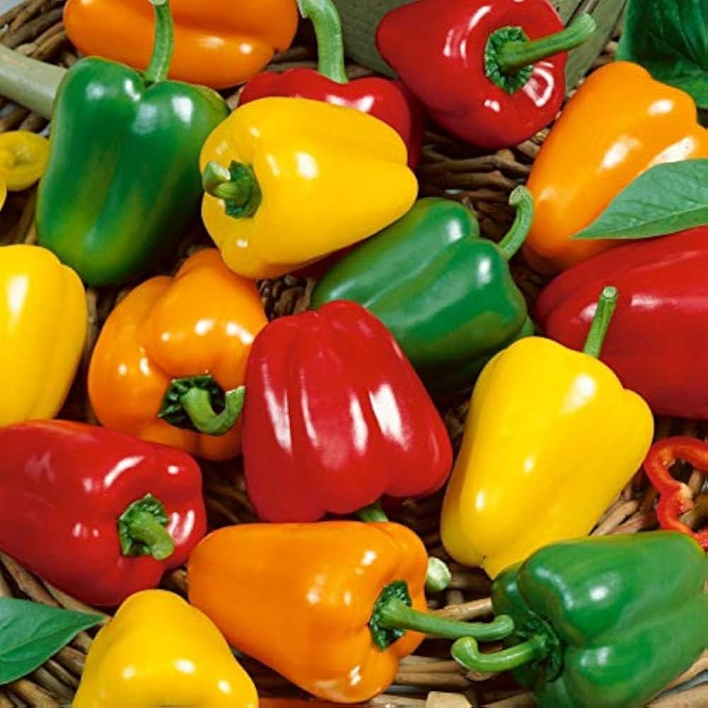 Pepper Capsicum annuum Vegetable Seeds for Planting Rainbow Mix in Kitchen Garden