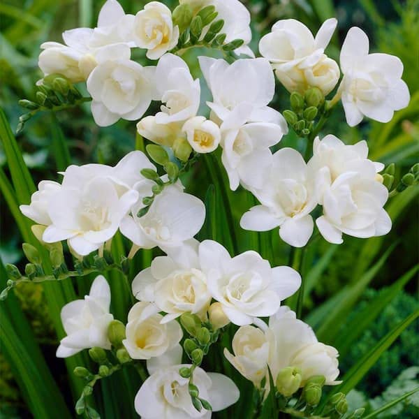 White Freesia (Freesia spp.) for planting in garden beds or containers