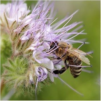 Organic Purple Phacelia Tanacetifolia Plant Seeds for Planting – Heirloom, Non-GMO