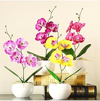 Mixed Doritaenopsis Orchid Flower Seeds – Non-GMO Colorful Garden Blooms for Planting