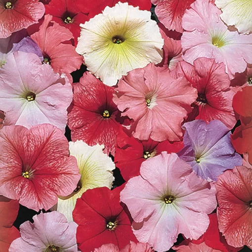 Desert Sky Petunia Seeds Celebrity Multi-Tone Sky Pattern Blooms High Germination Garden Seeds heirloom non-gmo seeds