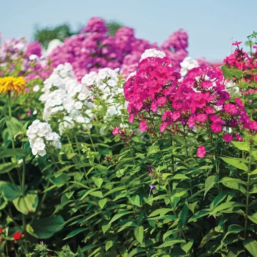 Bee s Bouquet Hardy Phlox Seeds Perennial Pollinator-Friendly Phlox High Germination Garden Seeds Phlox sp. heirloom non-gmo seeds