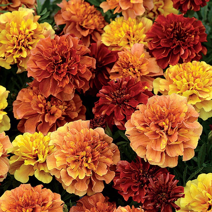 flowers high quality flower seeds for growing vibrant and colorful blooms in home gardens and landscapes organic flowers premium organic flower seeds for sustainable gardening and beautiful blossoms suitable for all climates