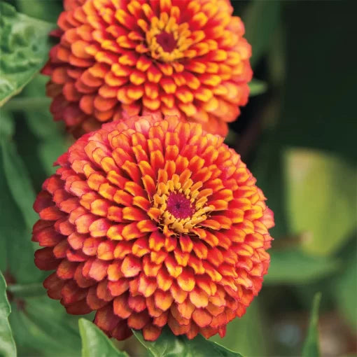 Crouching Tiger Zinnia Seeds Flame-Striped Decorative Zinnias High Germination Garden Seeds Zinnia elegans heirloom non-gmo seeds