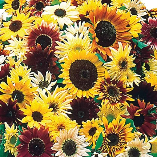 Monet Palette Sunflower Seeds Artistic Pastel Sunflower Blend High Germination Garden Seeds Helianthus annuus heirloom non-gmo seeds