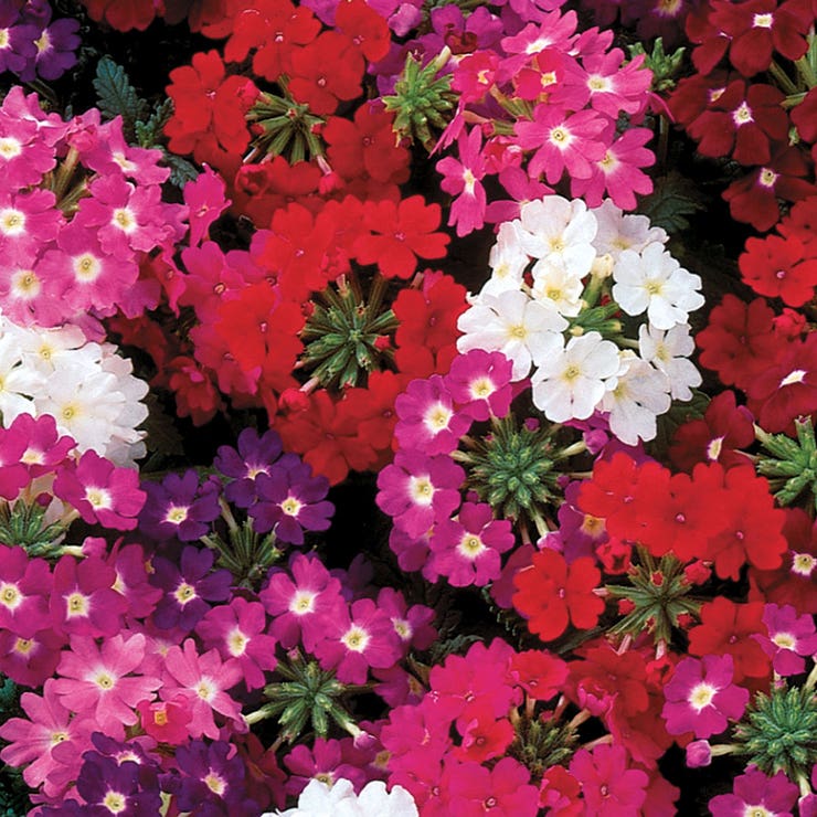 flowers high quality flower seeds for growing vibrant and colorful blooms in home gardens and landscapes organic flowers premium organic flower seeds for sustainable gardening and beautiful blossoms suitable for all climates