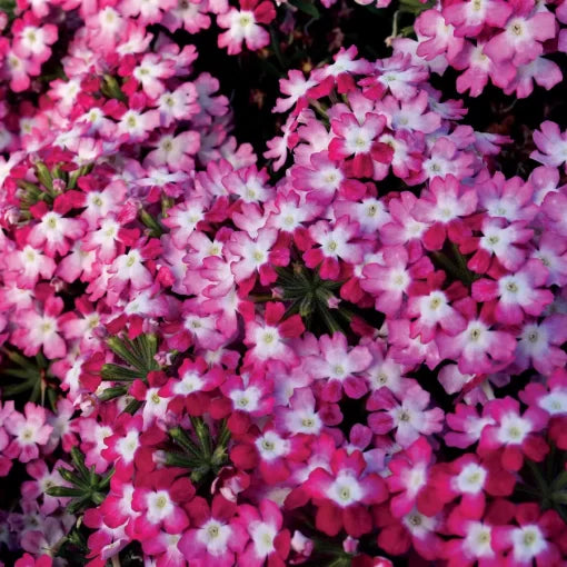 Twister Red Verbena Seeds Spiral Pattern Red Verbena Flowers High Germination Garden Seeds heirloom non-gmo seeds