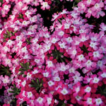 Twister Red Verbena Seeds Spiral Pattern Red Verbena Flowers High Germination Garden Seeds heirloom non-gmo seeds